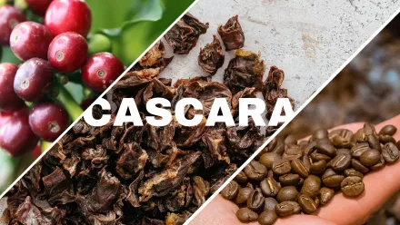 Le café est un fruit : découvrez la cerise de café