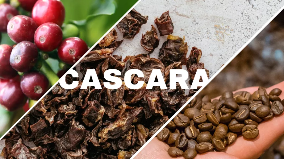 Le café est un fruit : découvrez la cerise de café